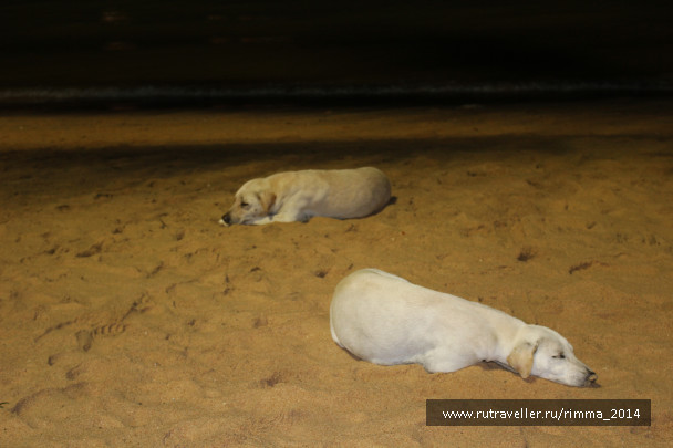 photo 1301067