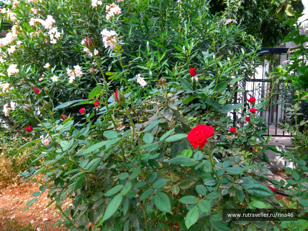 photo 1406717