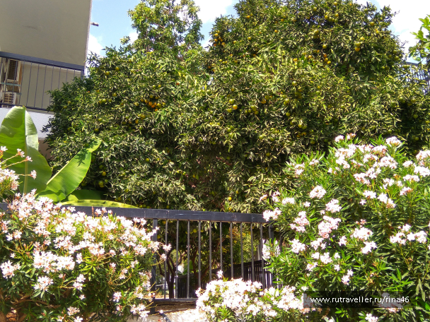 photo 1406718