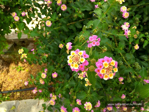 photo 1406747
