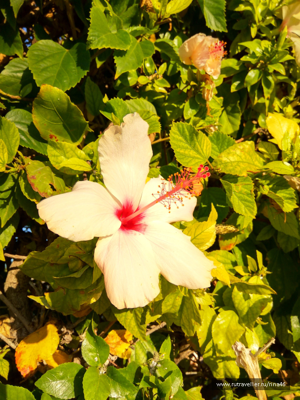 photo 1406810