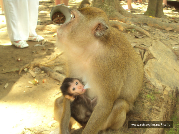 photo 258389