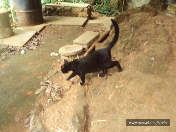photo 258449