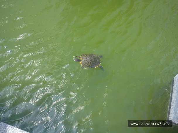 photo 258461