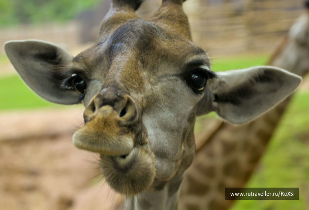 photo 241678
