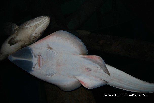 photo 251904