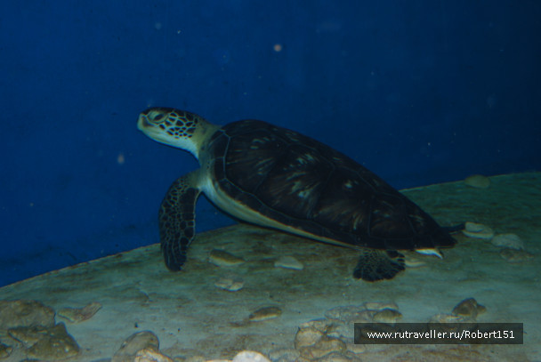 photo 251906