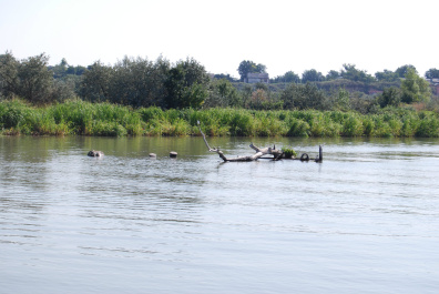photo 238313