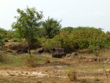 photo 1168324