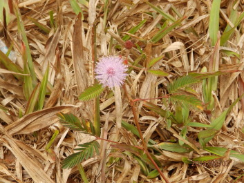 photo 1168811