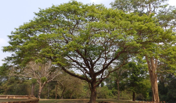 P3124690