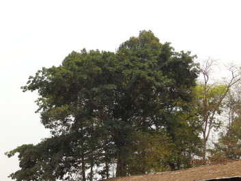 photo 1251952