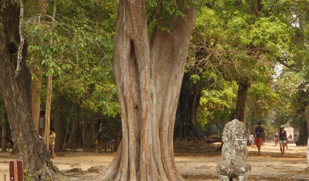 P3135230