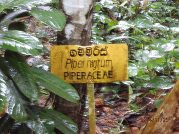 photo 1256518