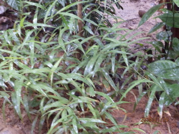 photo 1256519