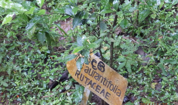 PB291234