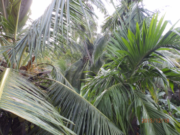 photo 1261438
