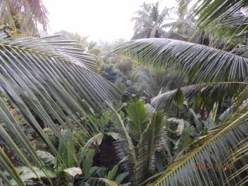 photo 1261442