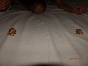photo 1268663