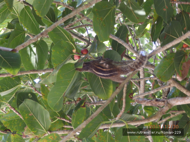 photo 1262337