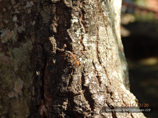 photo 1262338