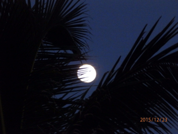 photo 1266227