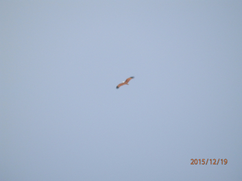 photo 1261980