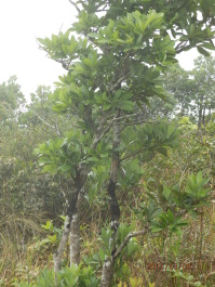photo 1168264