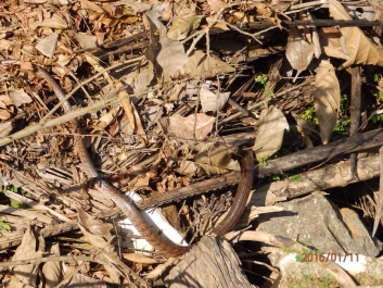 photo 1279618