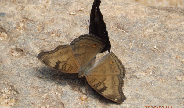 P1115107