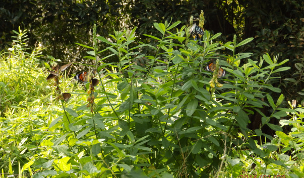 P1084140