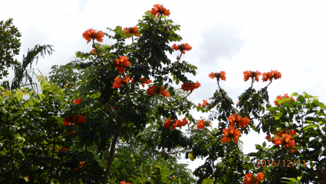 photo 1444754