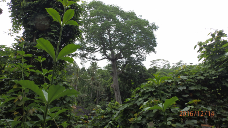 photo 1445463