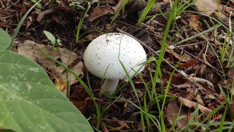 photo 1453551