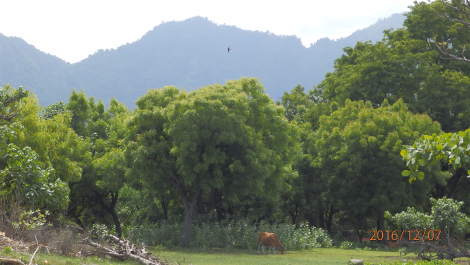 photo 1453565