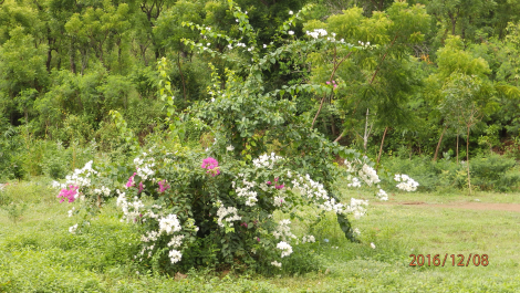 photo 1454896