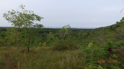 photo 1455246