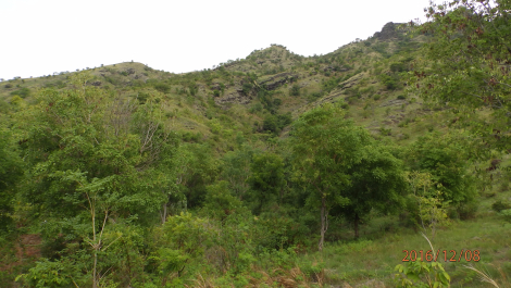 photo 1455265