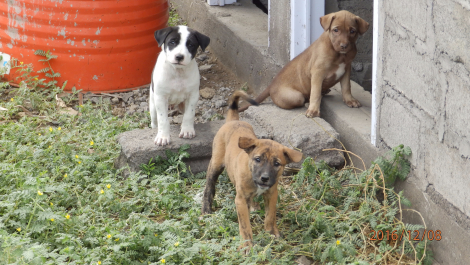 photo 1455286