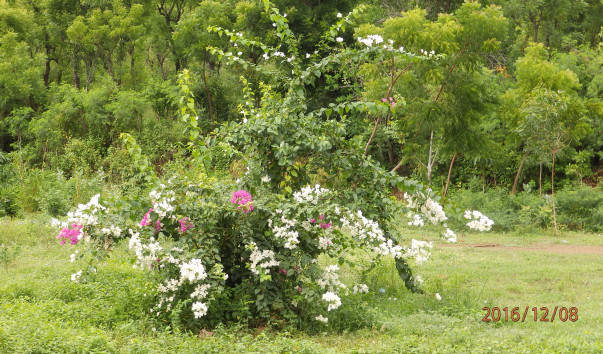 PC087378