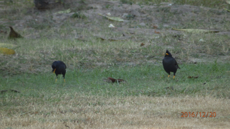 photo 1461612