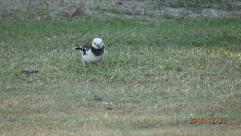photo 1461613