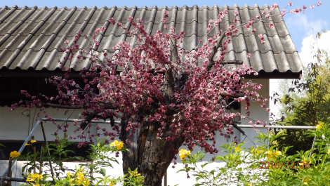 photo 1471471