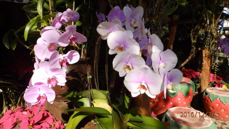 photo 1471476