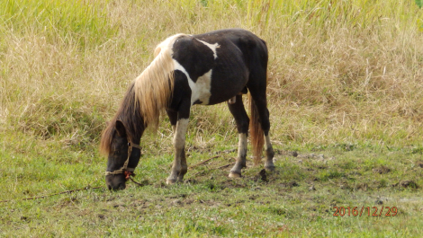photo 1472227