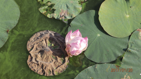 photo 1475691