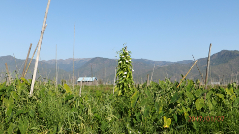 photo 1493186