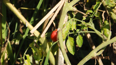 photo 1493195