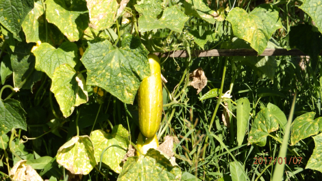 photo 1493202