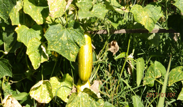P1073579